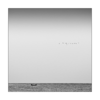 17 Birds and a Boat
