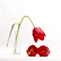 3 Tulips