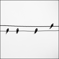 4 Swallows