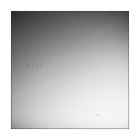 7 Birds