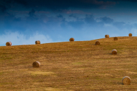 After Harvest