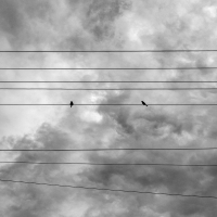Bird Symphony