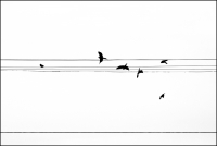 Bird Symphony