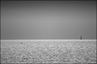 Black Sea Dolphin Near 2 Mai