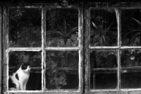 Black White Cat at Botanical Garden
