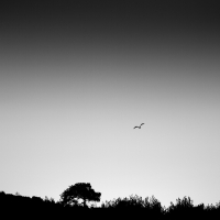 Dawn Flight