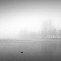Duck in the Mist