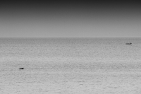 Evening Catch