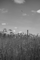Flyby