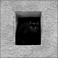 Framed Cat