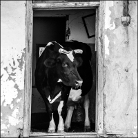Framed Cow