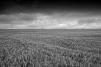 Grain & Poles