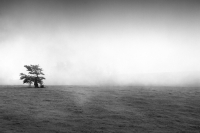 Into the Mist