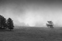 Into the Mist