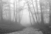 Into the Mist