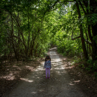 Into the Woods