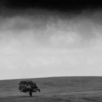 Lonely Tree