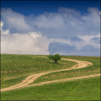 Lonely Tree