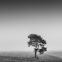 Lonely Tree
