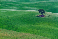Lonely Tree