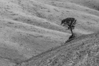 Lonely Tree