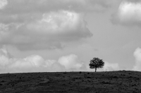 Lonely Tree