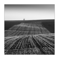 Lonely Tree
