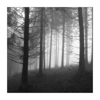 Mist Forest