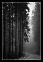 Mist Forest
