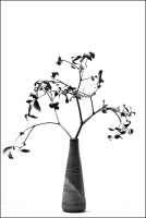 Mistletoe