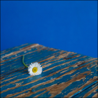 Nasturash