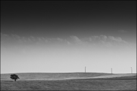 One Tree and Three Poles