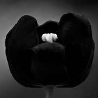 Pistil