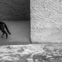Rectangle Cat