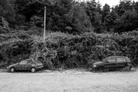 Rooted