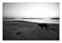 Running Dog at Sunrise