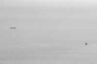 Sea Dots