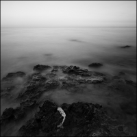 Sea Skeleton