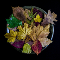 Shapes Colors