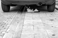 Siesta