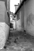 The Alleycat