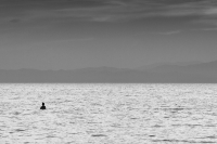 The Mermaid