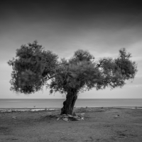 The Olive Tree