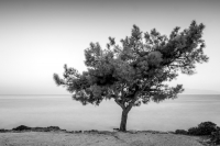 The Pine Tree