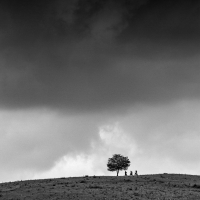 The Tree and the Bikers