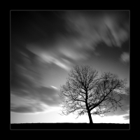 The Walnut Tree