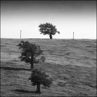 Three Trees and Two Poles