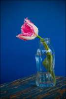 Tulip