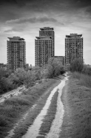 Urban Jungle