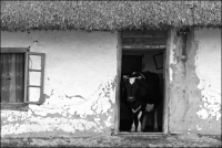 Welcome Cow